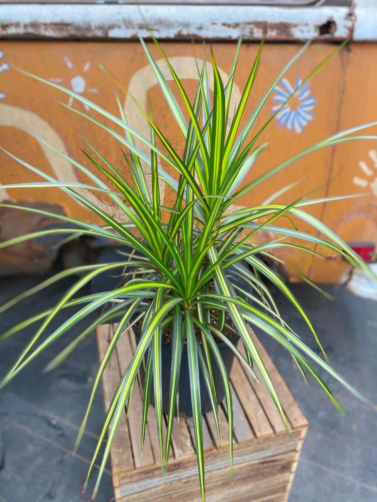 Dracaena Marginata &quot;Ray of Sunshine&quot; The Watering Can