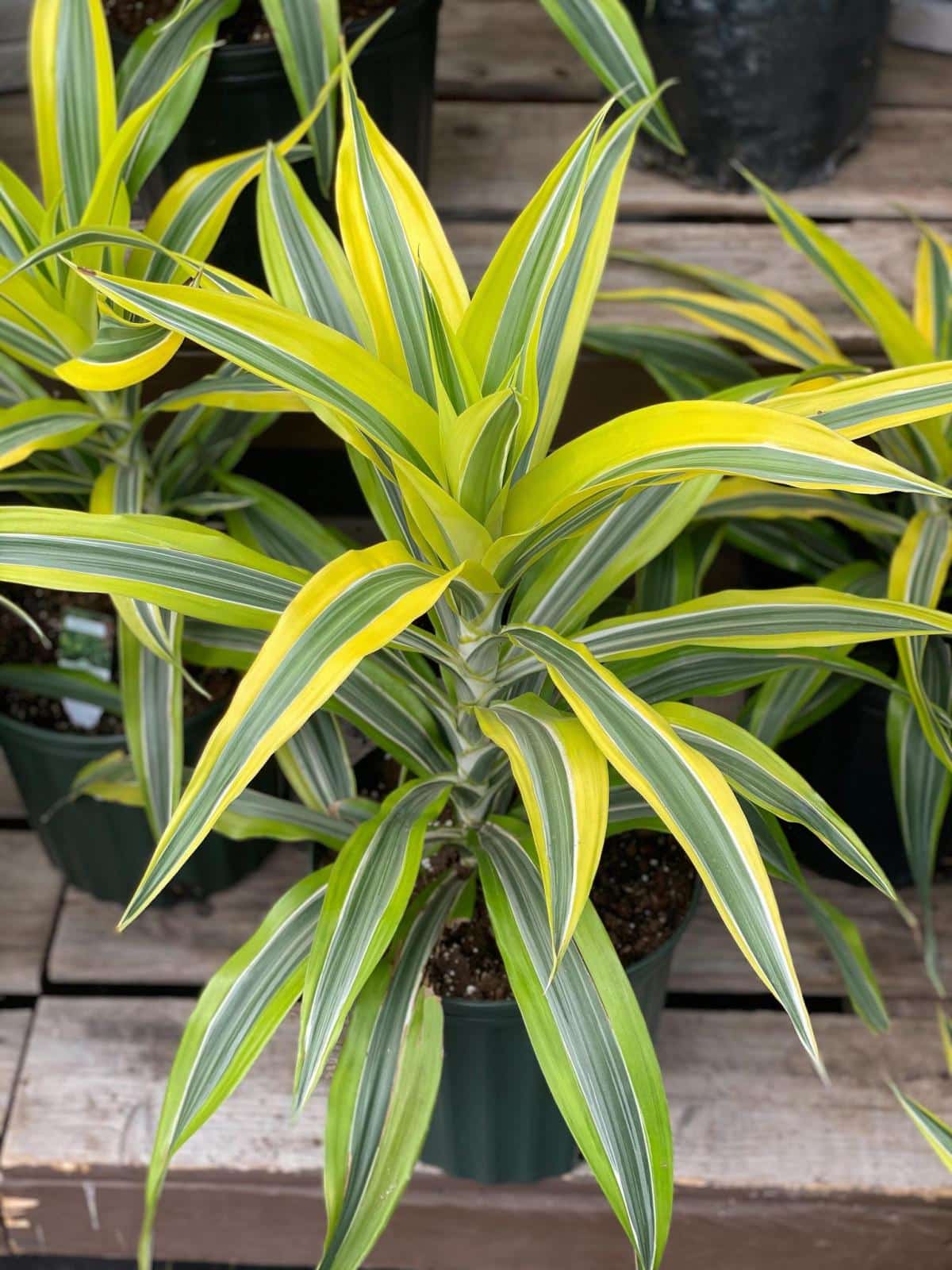 Dracaena Gold Star | The Watering Can Flower Market