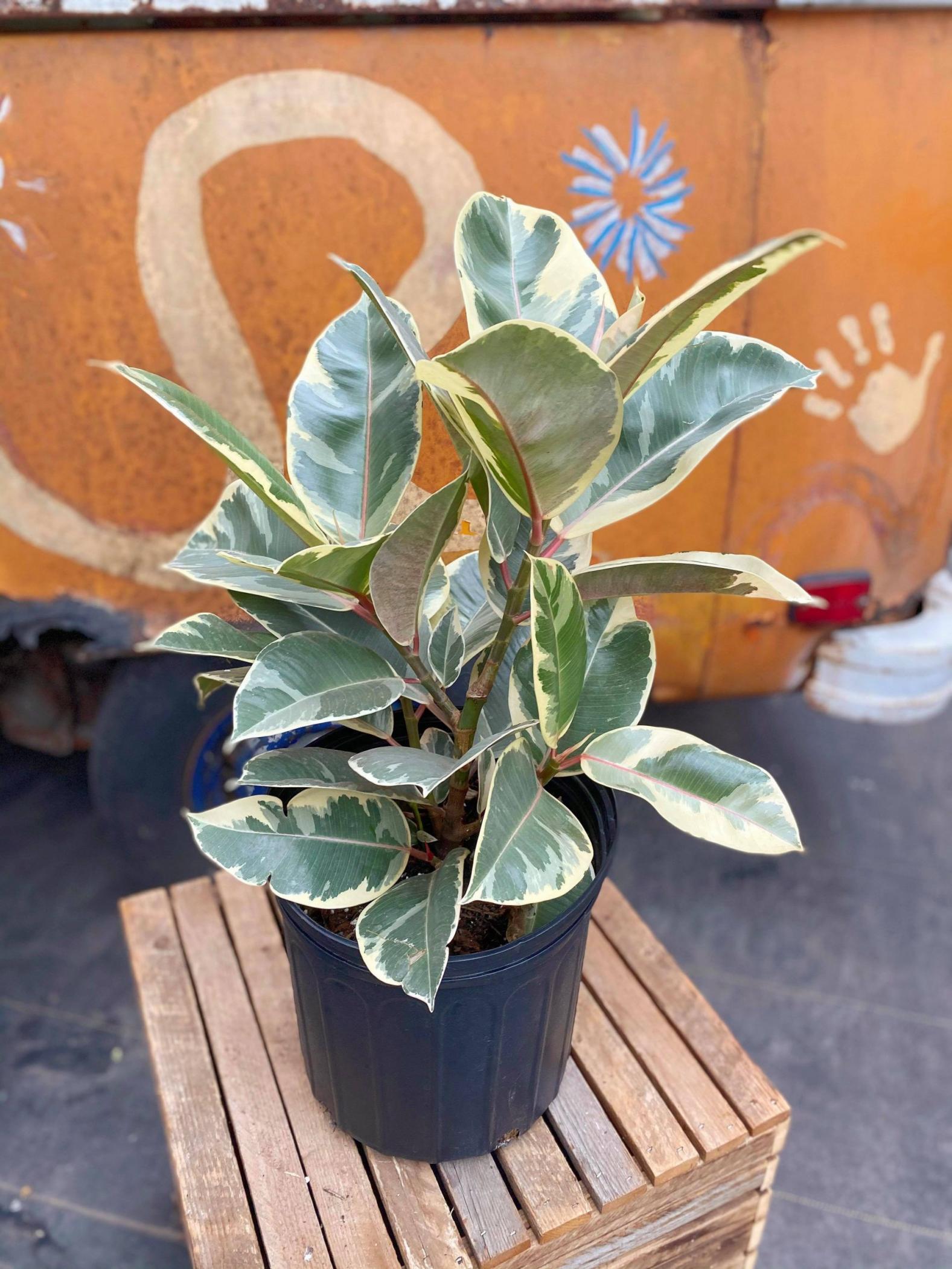 Ficus Elastica Tineke The Watering Can Flower Market