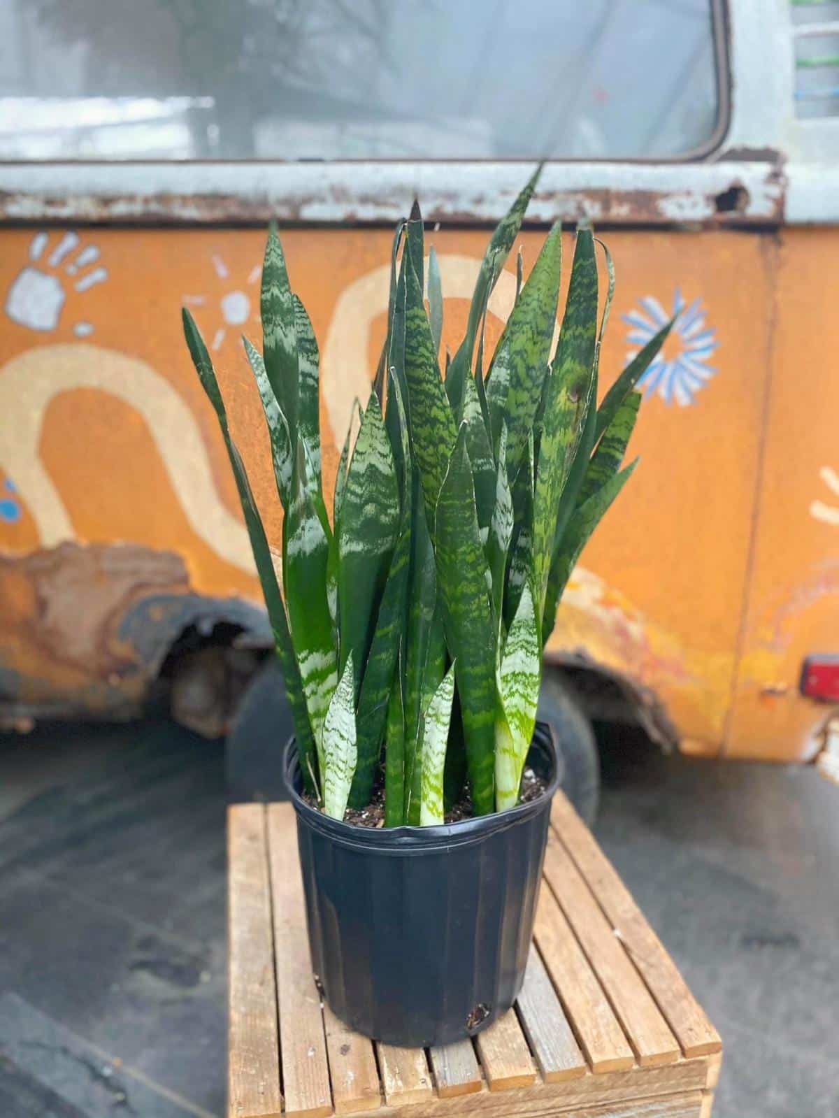 Snake Plant "Black Coral" The Watering Can Flower Market
