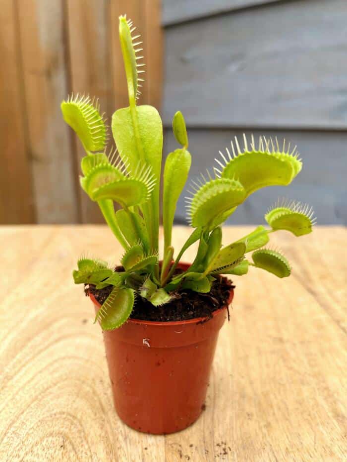 The Watering Can | A venus fly trap plant in a terra cotta coloured 2.5" plant.