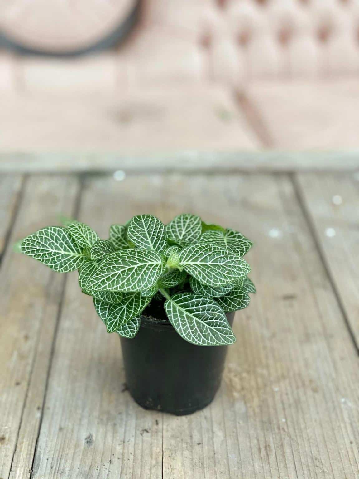 Nerve Plant The Watering Can Flower Market