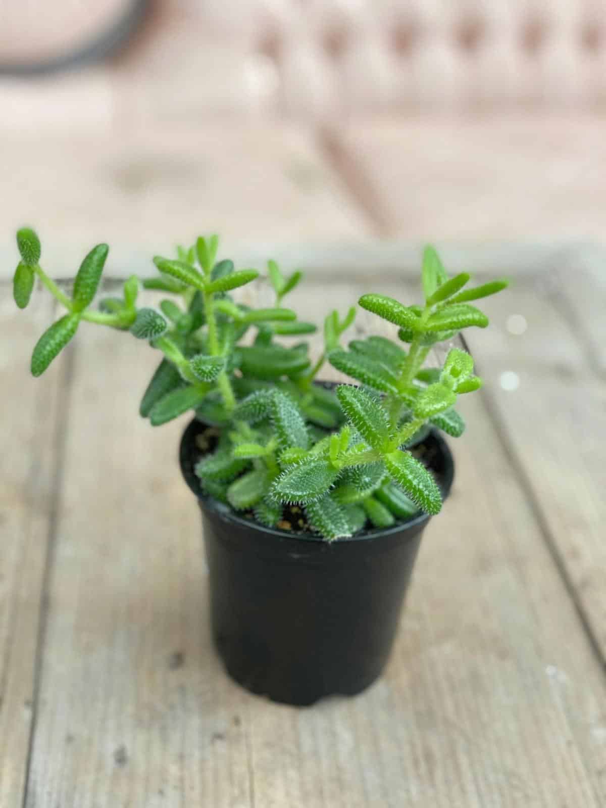 Pickle Plant The Watering Can Flower Market
