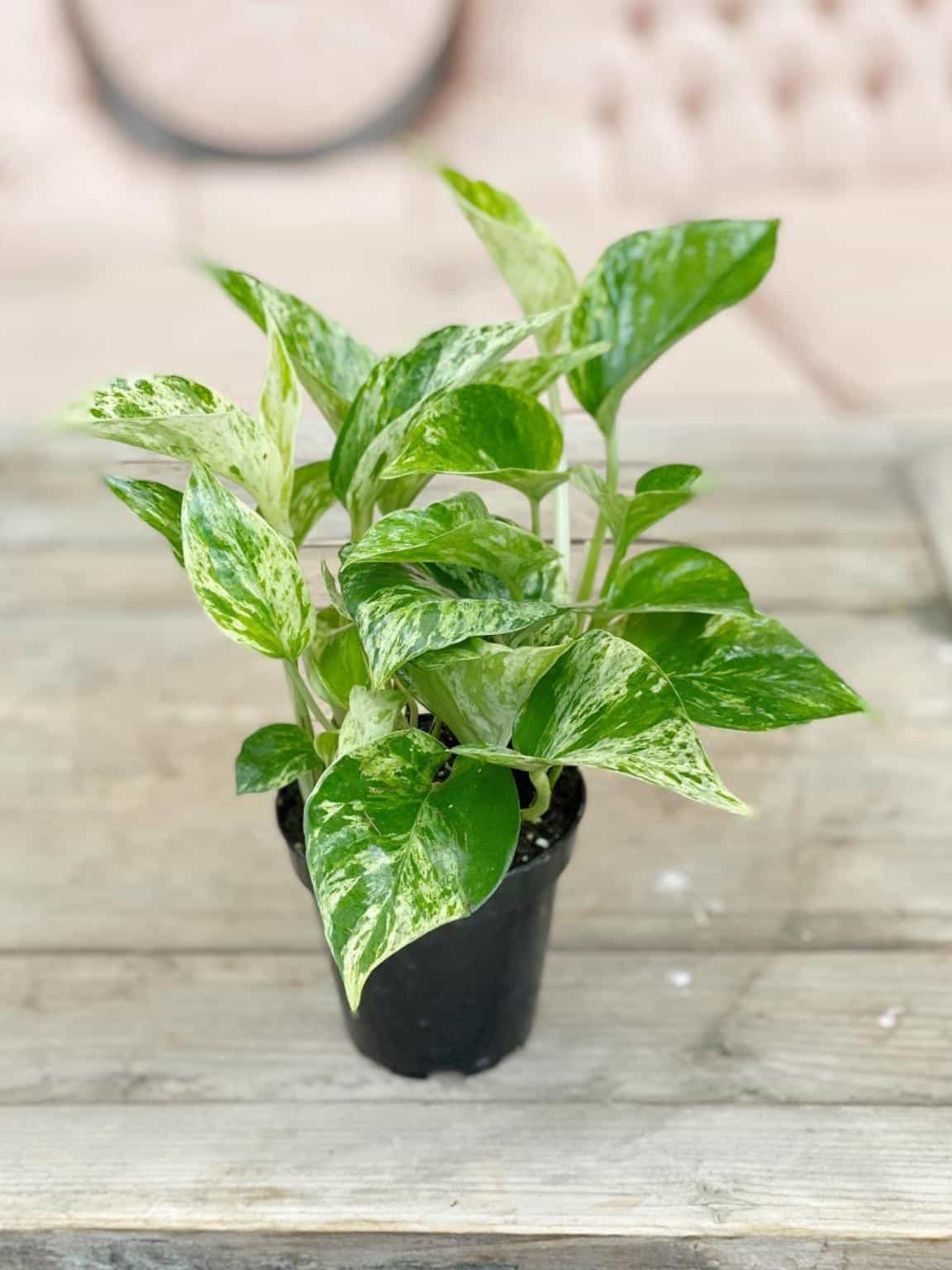 Pothos | The Watering Can Flower Market
