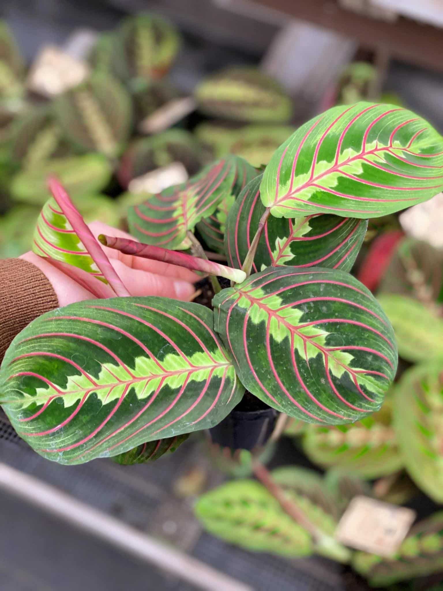 Prayer Plant &quot;Maranta Leuconeura&quot; The Watering Can