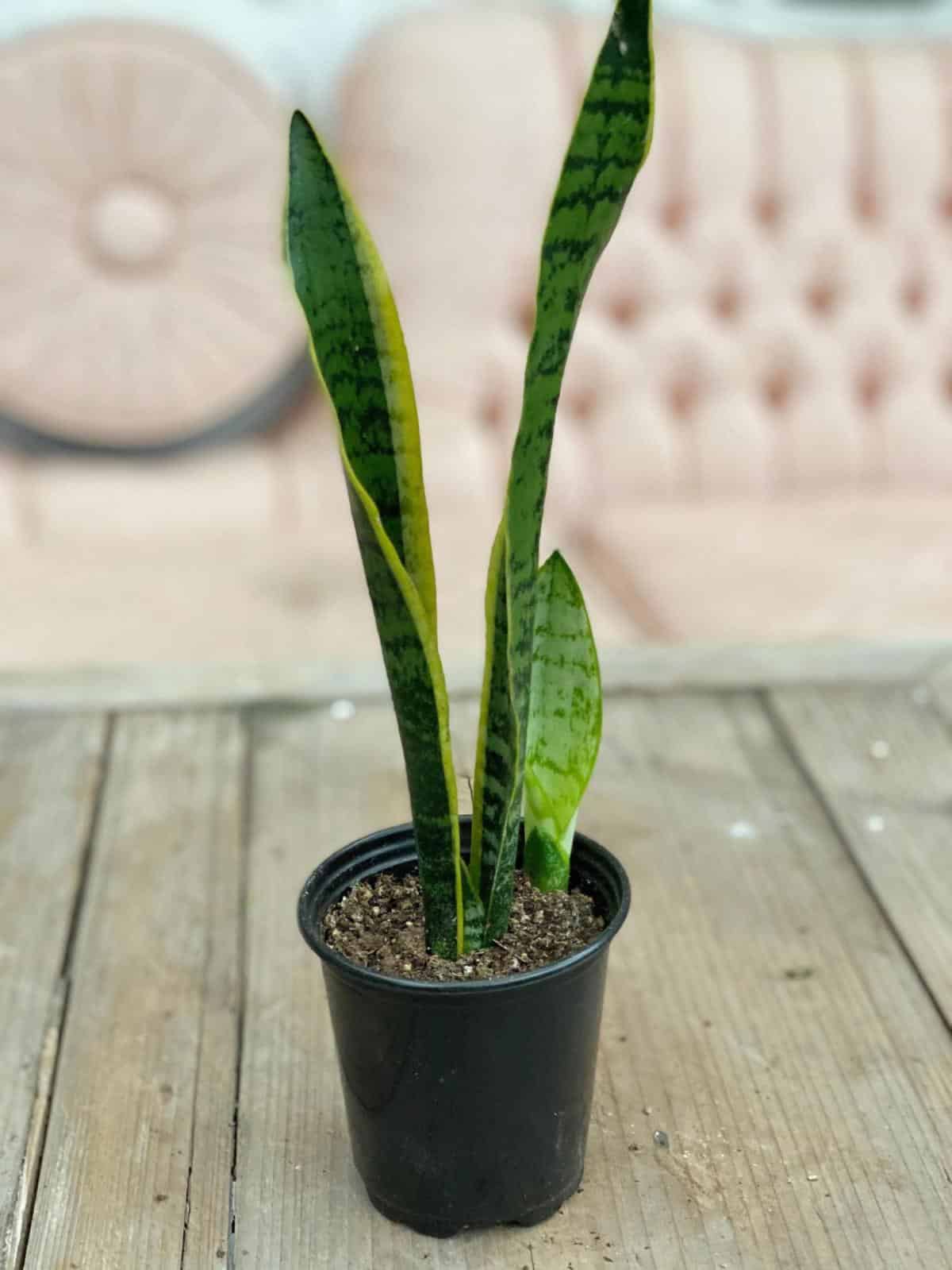 Snake Plant 