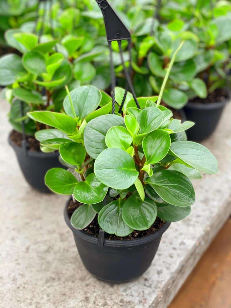 Peperomia obtusifolia 6" Hanging Basket The Watering Can