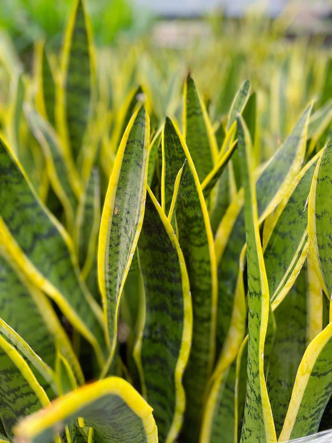 Snake Plant "Laurentii" The Watering Can Flower Market