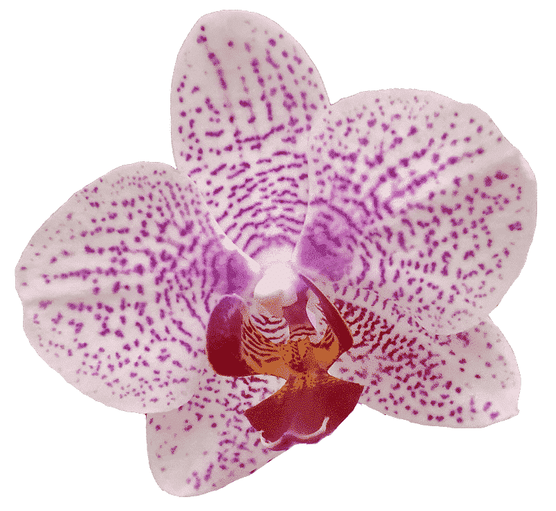 COSMIC_Orchid2
