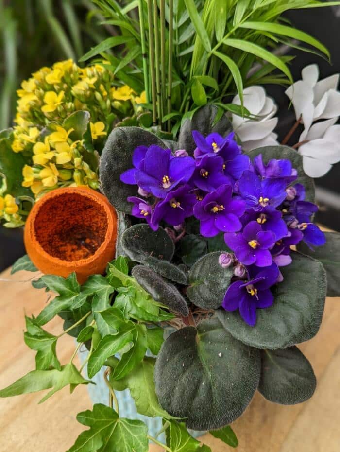 The Waterinfg Can | A close up photograph showing purple african violet, ivy, yellow kalanchoe and an orange bell pod.