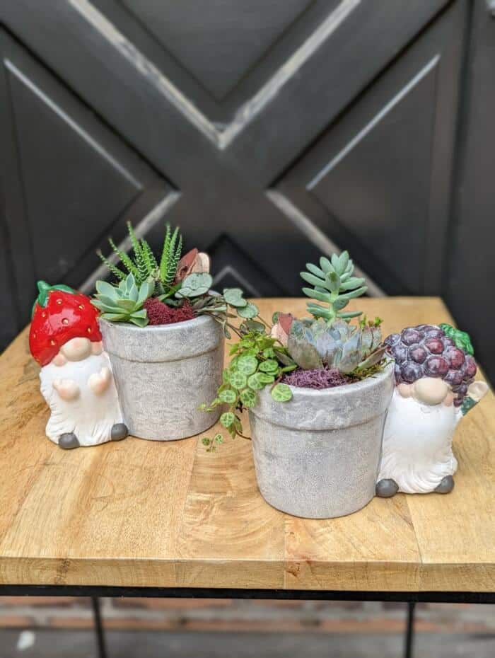 The Watering Can | A set of two small gnomes beside little gray planters with succlents planted in them.