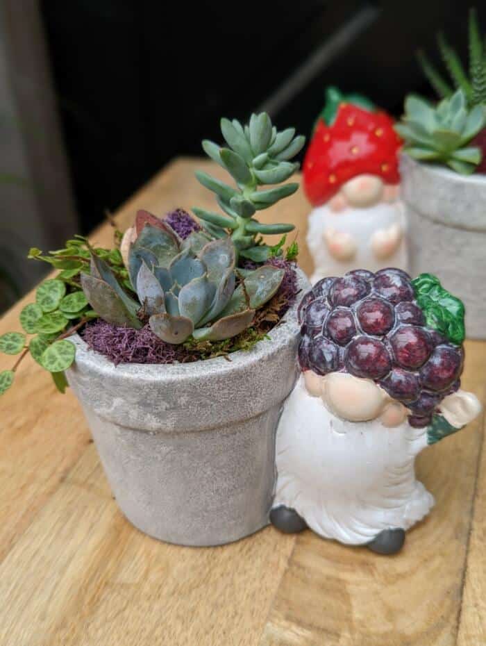 The Watering Can | A small gnome with a blackberry hat waving from beside a small grey conatiner planted with succulents.