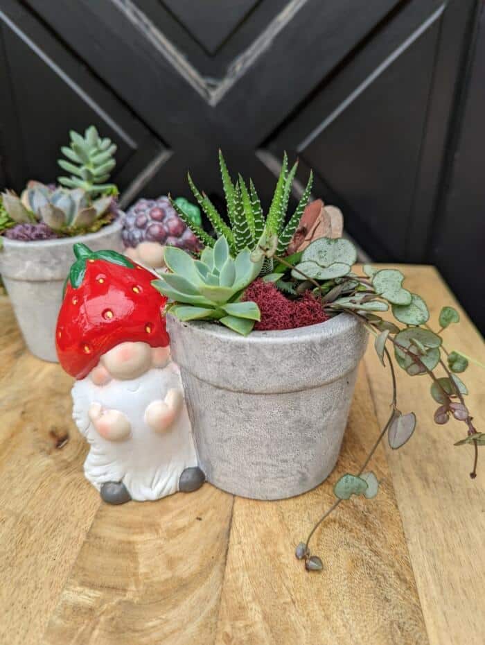 The Watering Can | A small gnome with a strawberry hat beside a mini grey planter with succulents.