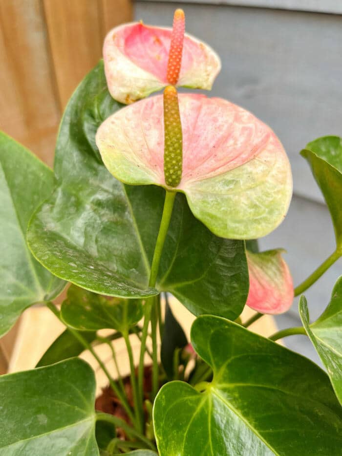 The Watering Can | A blush anthurium bloom.