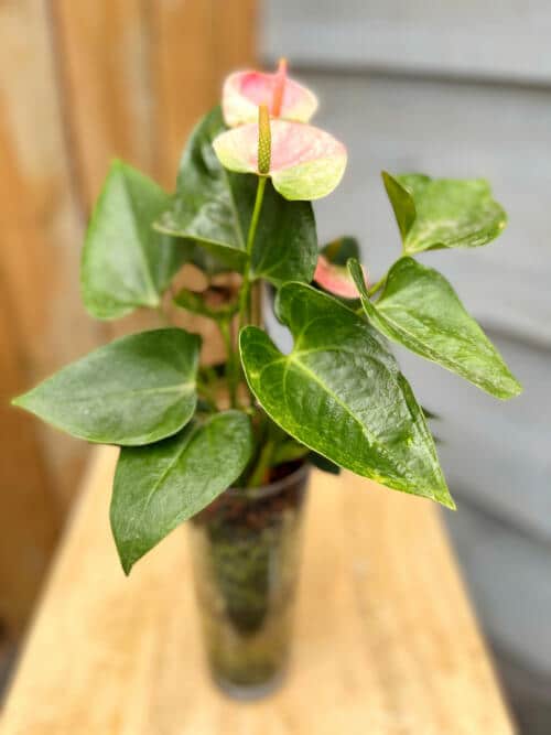 The Watering Can | A blush anthurium planted in a tall glass vase.