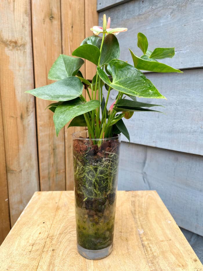 The Watering Can | Anthurium roots visible through the glass vase they are planted in.