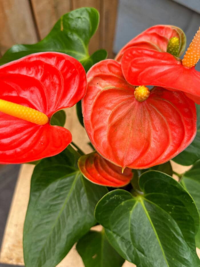 The Watering Can | Bright red anthurium blooms on a lush plant.