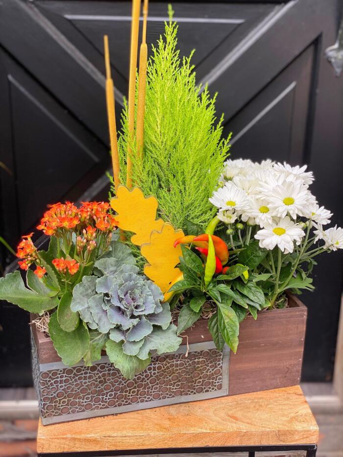 The Watering Can | A medium fall planter with cypress, white mums. orange kalanchoe, flowering cabbage, and peppers in arectangular wooden container.