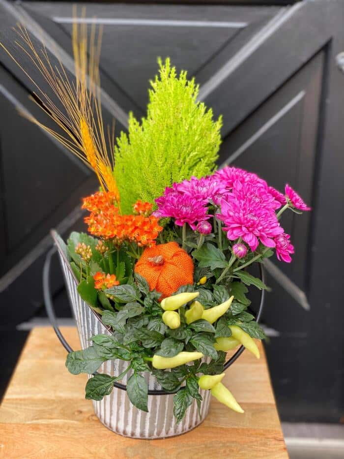 The Watering Can | A colourful fall planter with cypress, orange kolanchoe, purple mums, and peppers in a tin basket shapped container.