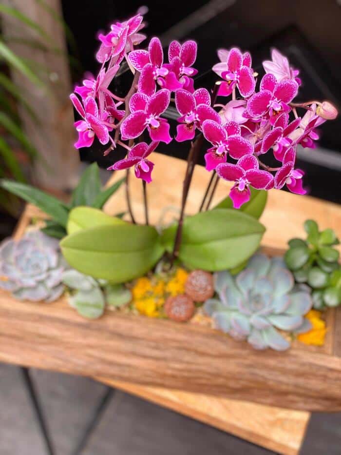 The Watering Can | A close up of the pink orchids in a wooden planter box with a variety of succulents.