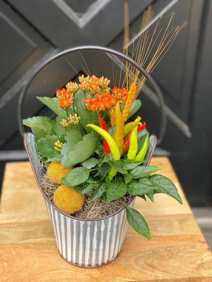 The Watering Can | A small fall planter with kolanchoe and peppers in a tin basket.