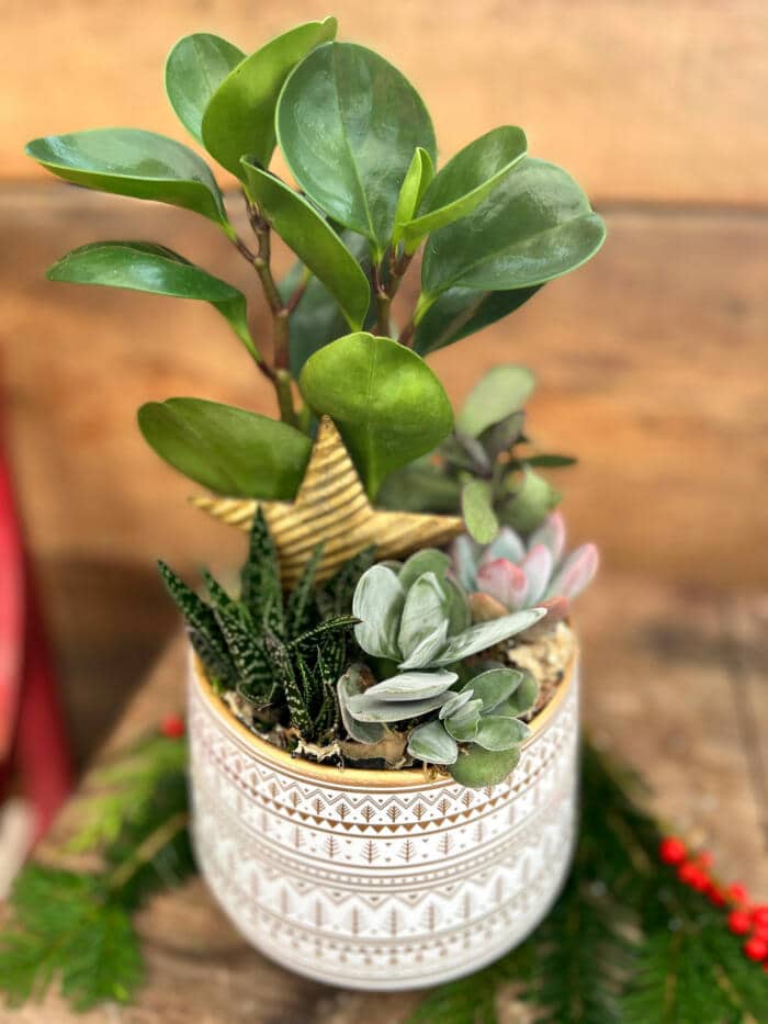 The Watering Can | A succulent planter with a golden tin star planted in a white ceramic container with a evergreen tree pattern in gold on it.