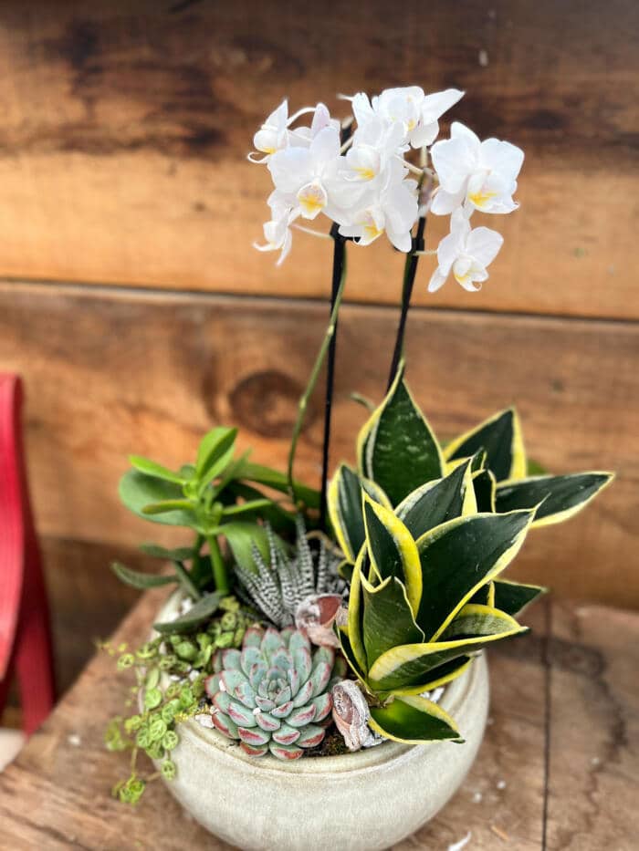 The Watering Can | A planter with tall white orchids, a small snake plant, jade, turtle string and succulent in a grey round ceramic container.