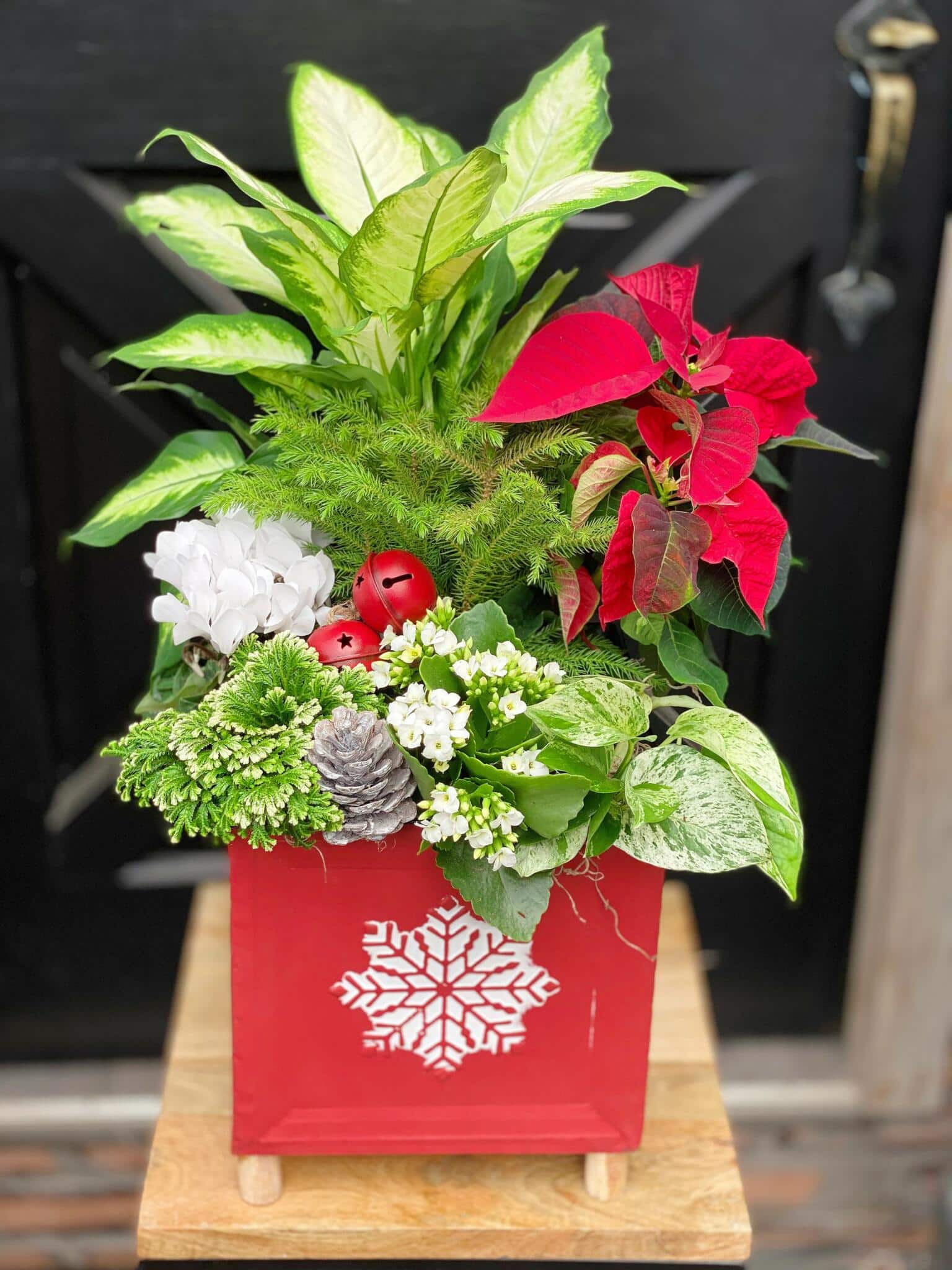 The Watering Can | An exuburant red and white planter in a red square tin with a white snowflake on the side.
