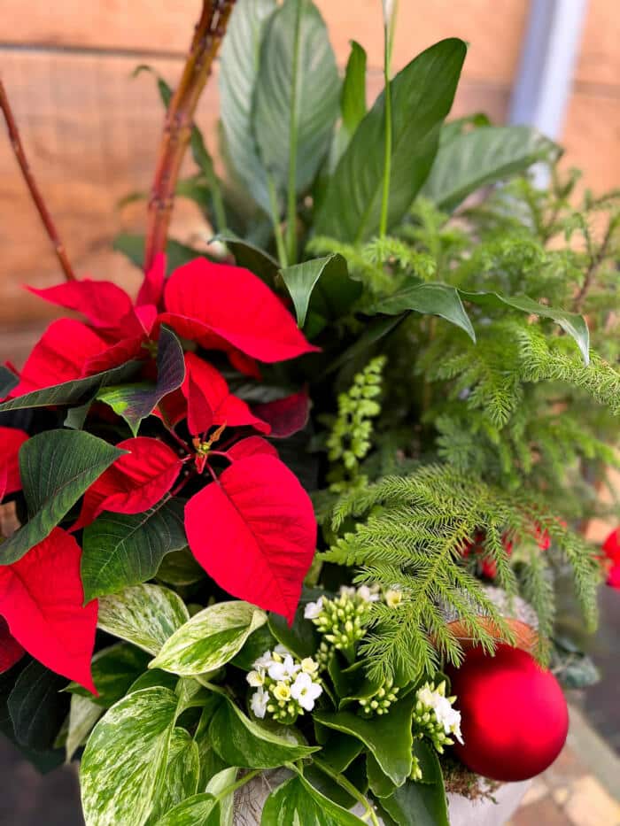 The Watering Can | A close up of the red poinsettia and norfolk pine in a large red and white planter.
