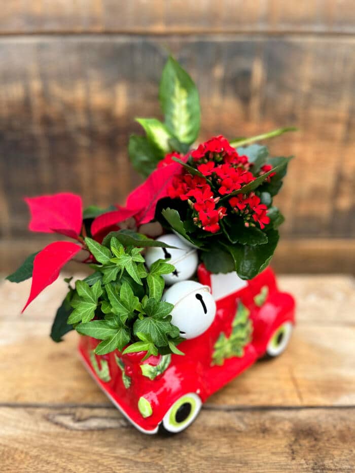The Watering Can | View from above of the red kalanchoe, ivy, red poinsettia, and white bells in the back of a red pick up truck container.